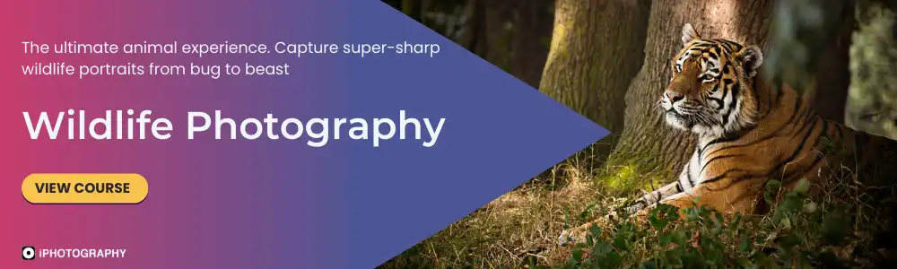 Wildlife Photography Course for Beginners banner 2